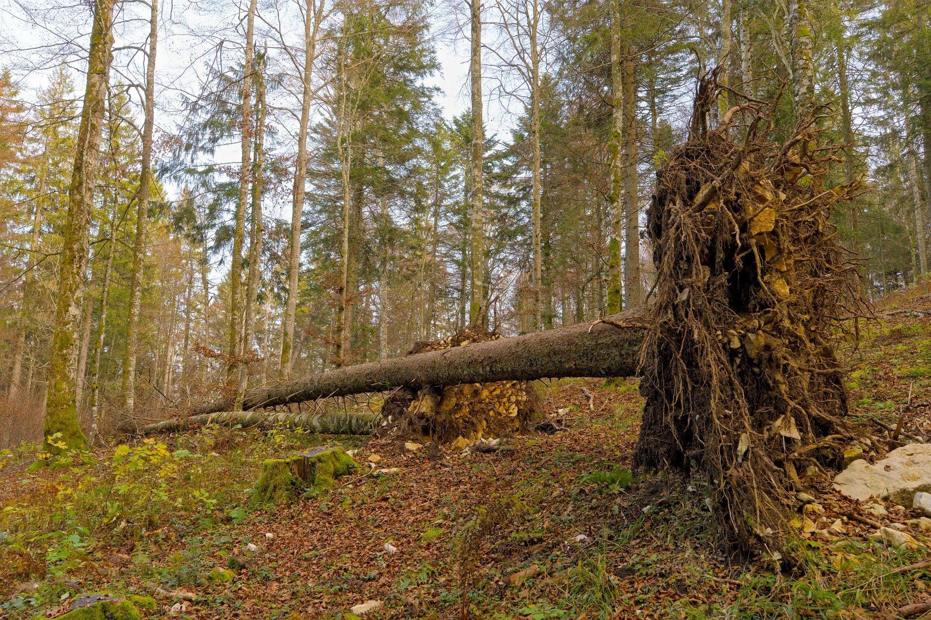Enlèvement arbre urgence équipe à Remire-Montjoly